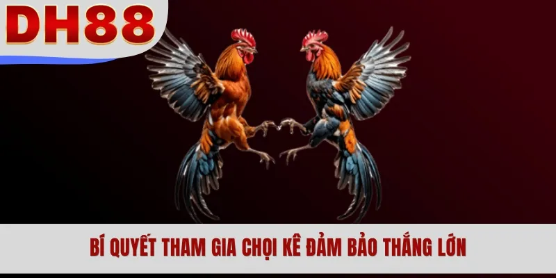 Bí quyết tham gia chọi kê đảm bảo thắng lớn