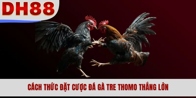 Cách thức đặt cược đá gà tre Thomo thắng lớn