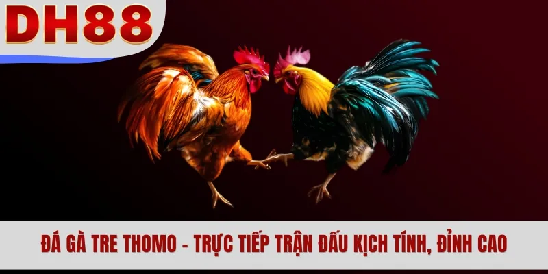 Đá Gà Tre Thomo - Trực Tiếp Trận Đấu Kịch Tính, Đỉnh Cao