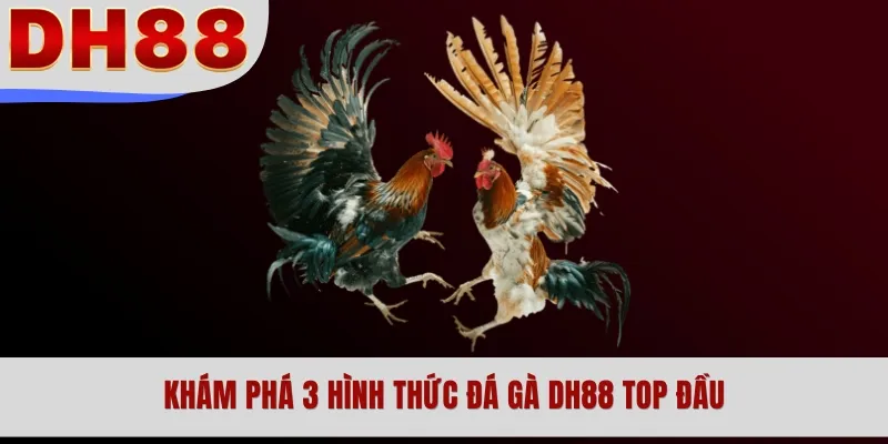 Khám phá 3 hình thức đá gà DH88 top đầu